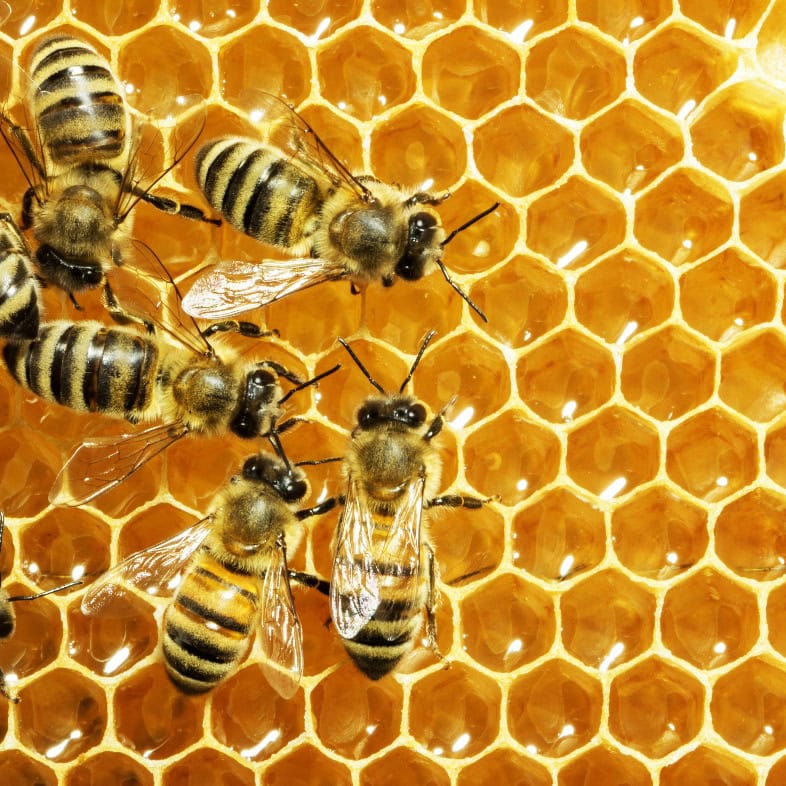 Nahaufnahme der Arbeitsbienen an den Honigzellen