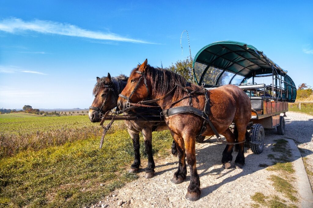 Kutschfahrt von Putgarten nach Vitt, Rügen, Kap Arkona,